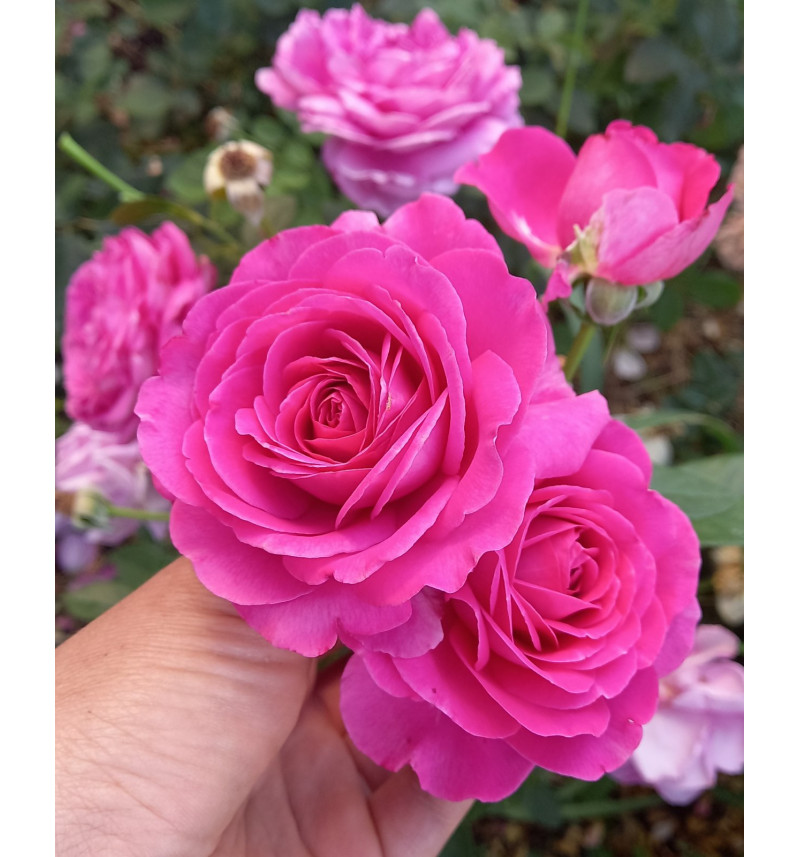 Роза Клер Маршал: энциклопедия роз, описание, сорта