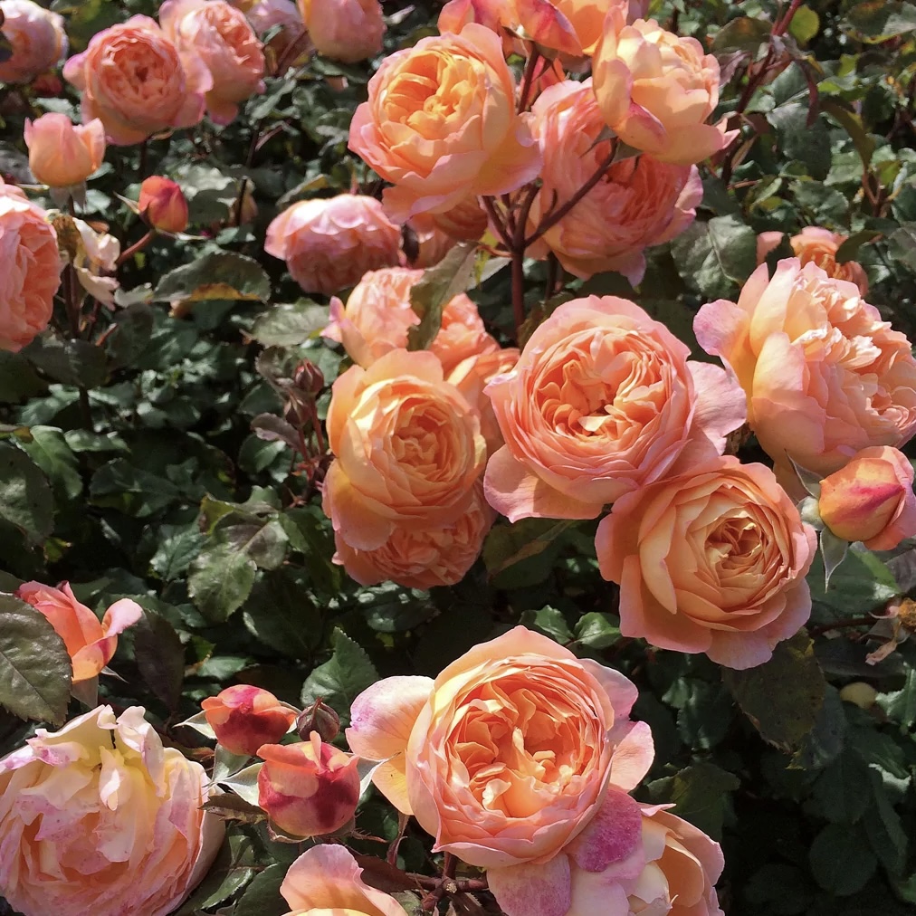 Сорт розы "Леди Гамильтон" — энциклопедия роз