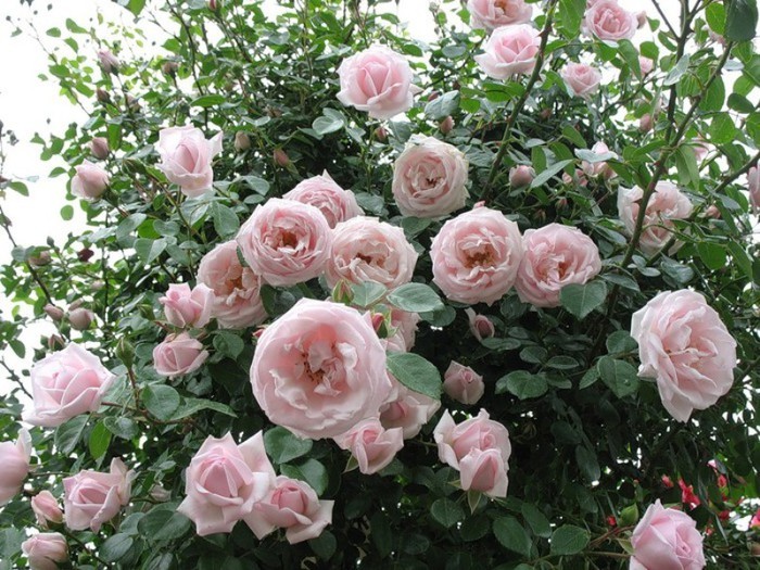 Лучшие сорта плетистых крупноцветковых роз
