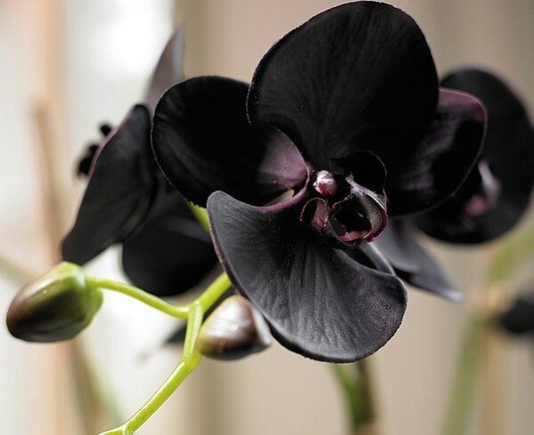 Разнообразие натуральных цветов орхидей: от белых до глубоко пурпурных