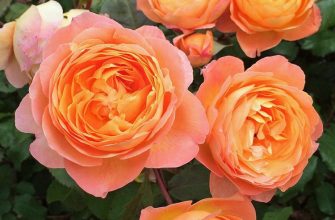 Сорт розы "Леди Гамильтон" — энциклопедия роз