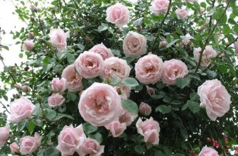 Лучшие сорта плетистых крупноцветковых роз