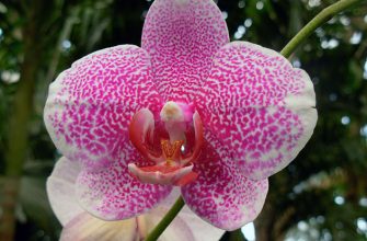 Разнообразие натуральных цветов орхидей: от белых до глубоко пурпурных